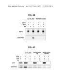 HEXON ISOLATED FROM SIMIAN ADENOVIRUS SEROTYPE 19, HYPERVARIABLE REGION     THEREOF AND CHIMERIC ADENOVIRUS USING THE SAME diagram and image