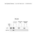 HEXON ISOLATED FROM SIMIAN ADENOVIRUS SEROTYPE 19, HYPERVARIABLE REGION     THEREOF AND CHIMERIC ADENOVIRUS USING THE SAME diagram and image