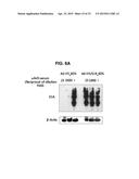 HEXON ISOLATED FROM SIMIAN ADENOVIRUS SEROTYPE 19, HYPERVARIABLE REGION     THEREOF AND CHIMERIC ADENOVIRUS USING THE SAME diagram and image