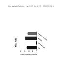 HEXON ISOLATED FROM SIMIAN ADENOVIRUS SEROTYPE 19, HYPERVARIABLE REGION     THEREOF AND CHIMERIC ADENOVIRUS USING THE SAME diagram and image