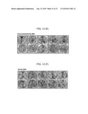 HEXON ISOLATED FROM SIMIAN ADENOVIRUS SEROTYPE 19, HYPERVARIABLE REGION     THEREOF AND CHIMERIC ADENOVIRUS USING THE SAME diagram and image