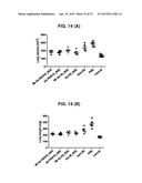 HEXON ISOLATED FROM SIMIAN ADENOVIRUS SEROTYPE 19, HYPERVARIABLE REGION     THEREOF AND CHIMERIC ADENOVIRUS USING THE SAME diagram and image