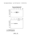 METHODS AND COMPOSITIONS FOR GENERATING AN IMMUNE RESPONSE BY INDUCING     CD40 AND PATTERN RECOGNITION RECEPTOR ADAPTERS diagram and image