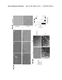 METHODS FOR GENERATION OF PLURIPOTENT AND MULTIPOTENT CELLS diagram and image