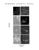 METHODS FOR GENERATION OF PLURIPOTENT AND MULTIPOTENT CELLS diagram and image