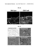 METHODS FOR GENERATION OF PLURIPOTENT AND MULTIPOTENT CELLS diagram and image