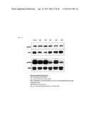 MUTATED FIBROBLAST GROWTH FACTOR (FGF) 1 AND METHODS OF USE diagram and image