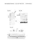 CELLULAR APOBEC3 PROTEINS AND MODULATORS THEREOF FOR REGULATING DNA REPAIR     PROCESSES AND TREATING PROLIFERATIVE DISEASES diagram and image