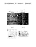 CELLULAR APOBEC3 PROTEINS AND MODULATORS THEREOF FOR REGULATING DNA REPAIR     PROCESSES AND TREATING PROLIFERATIVE DISEASES diagram and image