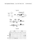 CELLULAR APOBEC3 PROTEINS AND MODULATORS THEREOF FOR REGULATING DNA REPAIR     PROCESSES AND TREATING PROLIFERATIVE DISEASES diagram and image