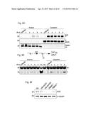 CELLULAR APOBEC3 PROTEINS AND MODULATORS THEREOF FOR REGULATING DNA REPAIR     PROCESSES AND TREATING PROLIFERATIVE DISEASES diagram and image
