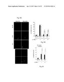 CELLULAR APOBEC3 PROTEINS AND MODULATORS THEREOF FOR REGULATING DNA REPAIR     PROCESSES AND TREATING PROLIFERATIVE DISEASES diagram and image