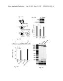 CELLULAR APOBEC3 PROTEINS AND MODULATORS THEREOF FOR REGULATING DNA REPAIR     PROCESSES AND TREATING PROLIFERATIVE DISEASES diagram and image