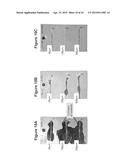 SELF-HEALING AGENT FORMULATIONS CONTAINING LIQUID CORROSION INHIBITORS diagram and image