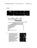 Nucleic Acid for Determining Actin Structures in Living Cells diagram and image