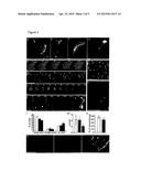 Nucleic Acid for Determining Actin Structures in Living Cells diagram and image