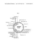 METHODS FOR PLANT TRANSFORMATION USING SPECTINOMYCIN SELECTION diagram and image