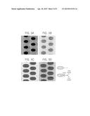 SCANNING ELECTRON MICROSCOPE SYSTEM CAPABLE OF MEASURING IN-CELL OVERLAY     OFFSET USING HIGH-ENERGY ELECTRON BEAM AND METHOD THEREOF diagram and image