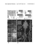 TWO-PHOTON FLUORESCENT PROBES FOR IMAGING OF TOTAL SULFIDE IN LIVE CELL     AND TISSUE, AND QUANTITATIVE ESTIMATION OF TOTAL SULFIDE CONCENTRATION     USING THE SAME diagram and image