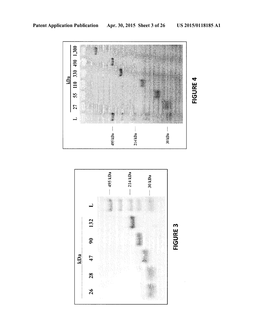 Heparosan-Polypeptide and Heparosan-Polynucleotide Drug Conjugates and     Methods of Making and Using Same - diagram, schematic, and image 04