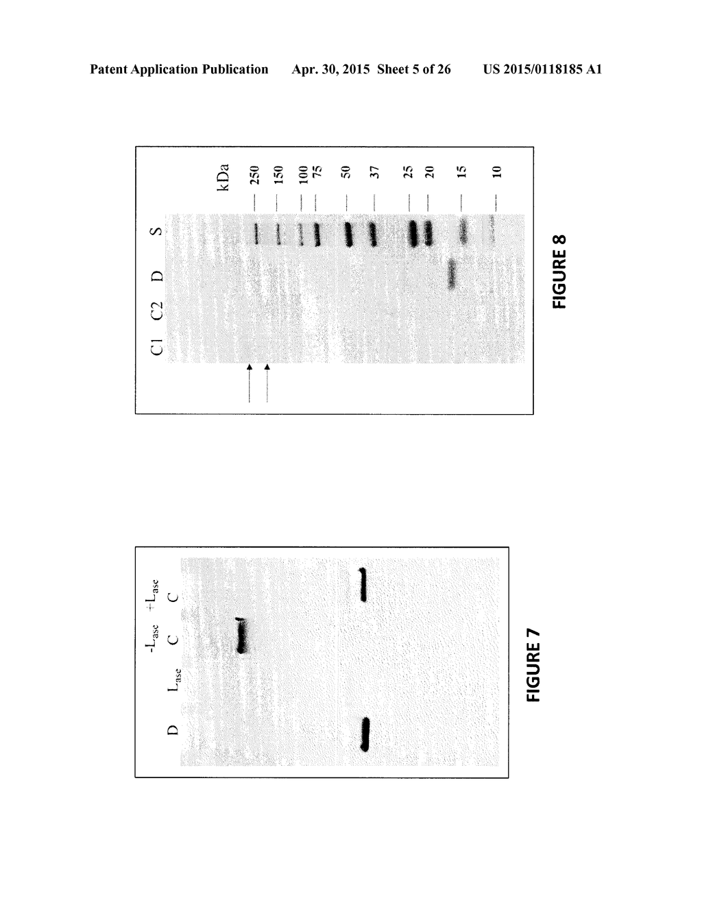 Heparosan-Polypeptide and Heparosan-Polynucleotide Drug Conjugates and     Methods of Making and Using Same - diagram, schematic, and image 06