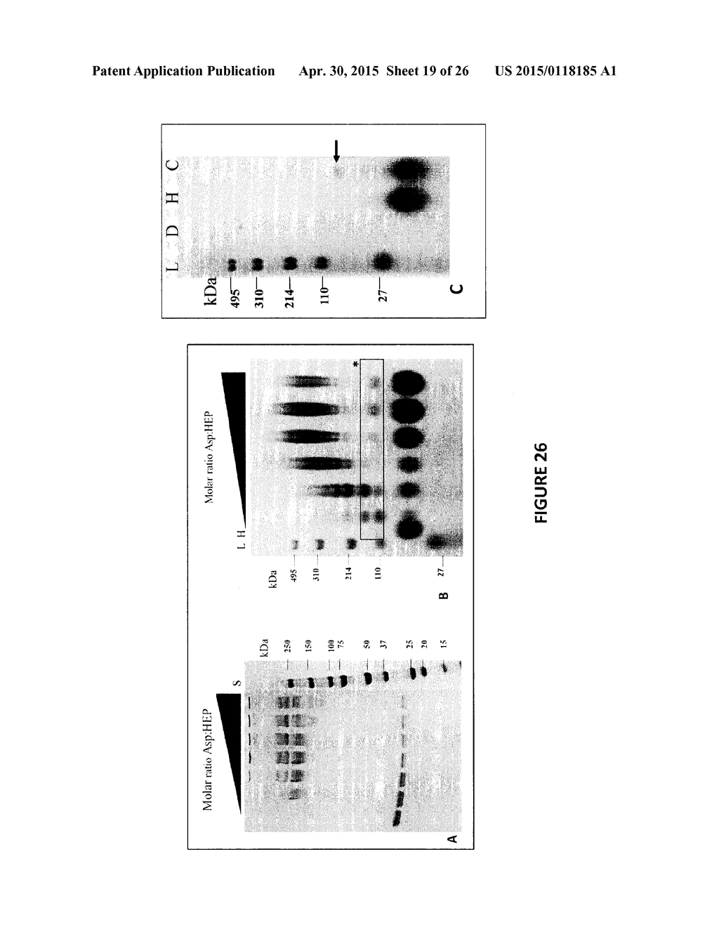 Heparosan-Polypeptide and Heparosan-Polynucleotide Drug Conjugates and     Methods of Making and Using Same - diagram, schematic, and image 20