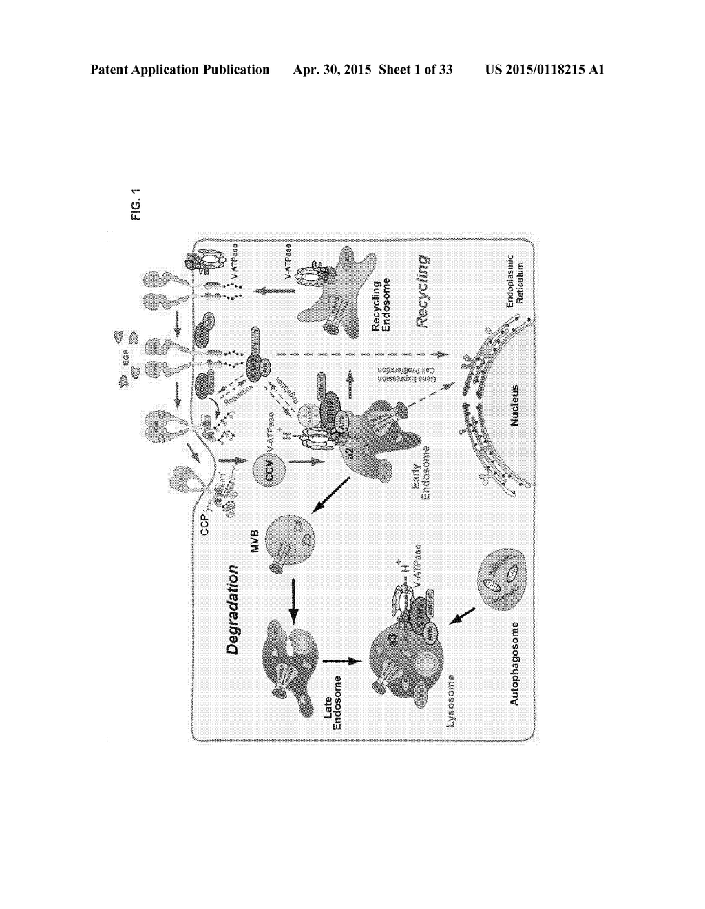 Methods of Inhibiting Cell Proliferation - diagram, schematic, and image 02