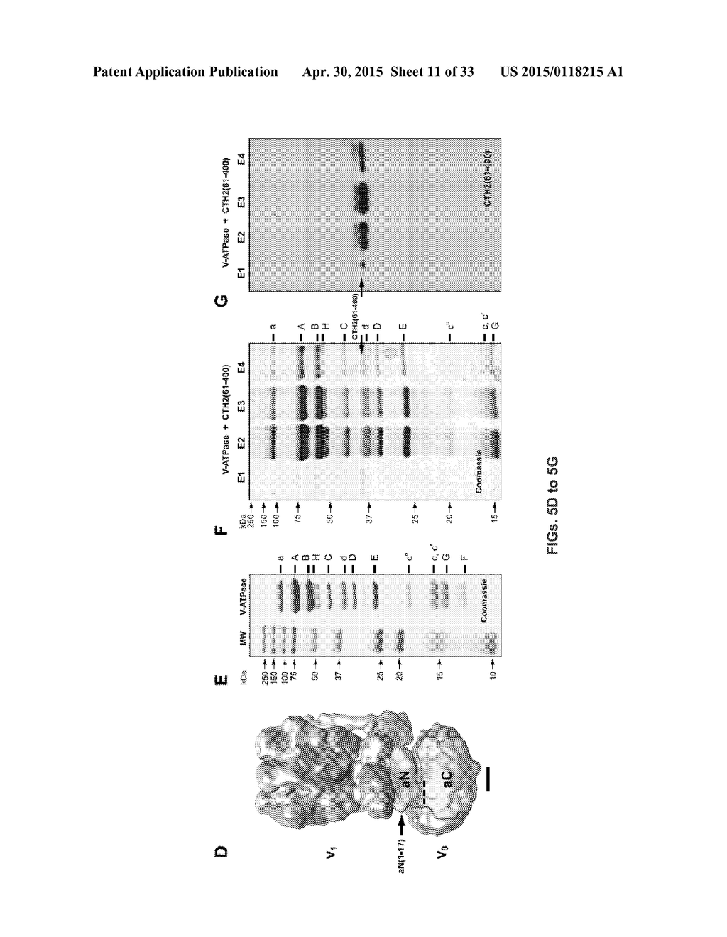 Methods of Inhibiting Cell Proliferation - diagram, schematic, and image 12