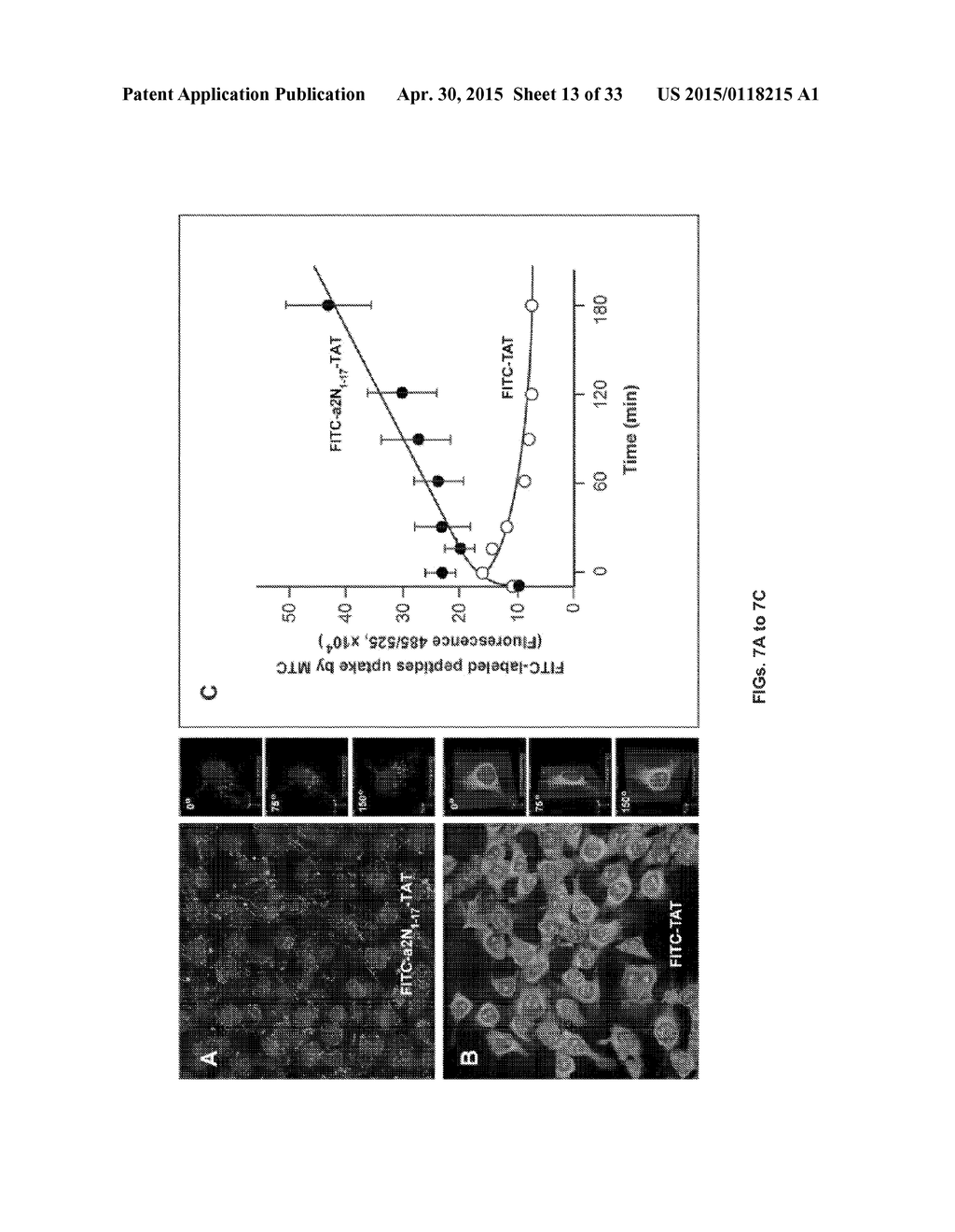 Methods of Inhibiting Cell Proliferation - diagram, schematic, and image 14