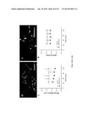 Methods of Inhibiting Cell Proliferation diagram and image