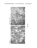 Methods of Inhibiting Cell Proliferation diagram and image