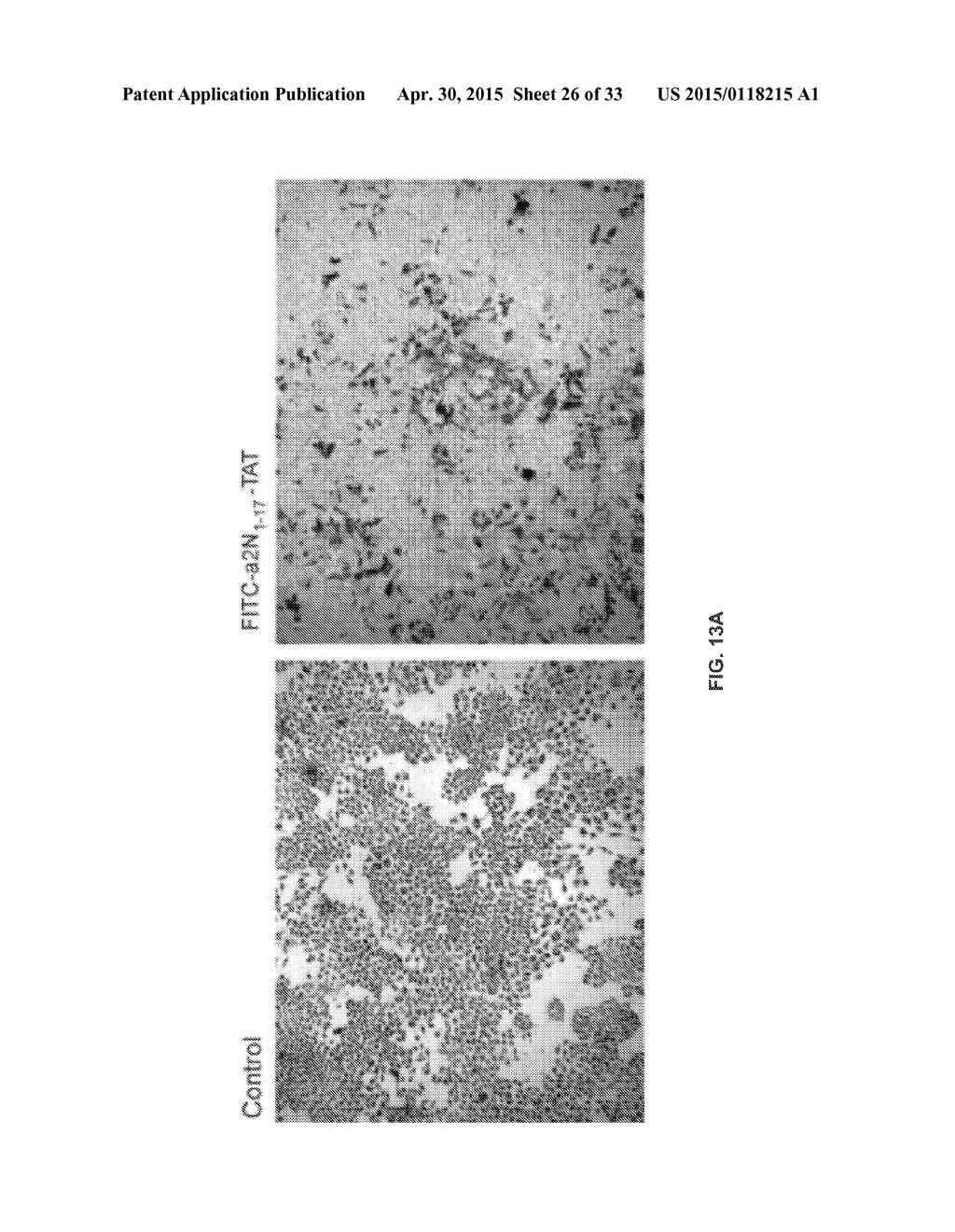 Methods of Inhibiting Cell Proliferation - diagram, schematic, and image 27