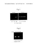 METHOD FOR SCREENING AMELIORANTS OF DRY SKIN CAUSED BY ATOPIC DERMATITIS     USING BLEOMYCIN HYDROLASE ACTIVITY AS INDICATOR diagram and image