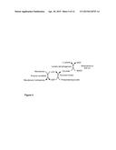 METHOD FOR THE ENZYMATIC PRODUCTION OF ISOPRENOL USING MEVALONATE AS A     SUBSTRATE diagram and image