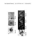 RETINAL PIGMENT EPITHELIAL CELLS DIFFERENTIATED FROM EMBRYONIC STEM CELLS     WITH NICOTINAMIDE AND ACTIVIN A diagram and image