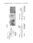 CLUSTERED SINGLE NUCLEOTIDE POLYMORPHISMS IN THE HUMAN     ACETYLCHOLINESTERASE GENE AND USES THEREOF IN DIAGNOSIS AND THERAPY diagram and image