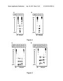 CHO-GMT RECOMBINANT PROTEIN EXPRESSION diagram and image