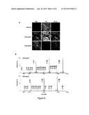 CHO-GMT RECOMBINANT PROTEIN EXPRESSION diagram and image