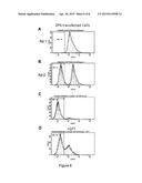 CHO-GMT RECOMBINANT PROTEIN EXPRESSION diagram and image