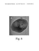 Full-Si Molecular Sieve and its Synthesis Process diagram and image