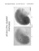 OVULE SPECIFIC PROMOTER AND METHODS OF USE diagram and image