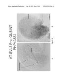 OVULE SPECIFIC PROMOTER AND METHODS OF USE diagram and image