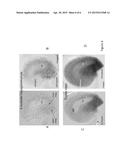 OVULE SPECIFIC PROMOTER AND METHODS OF USE diagram and image