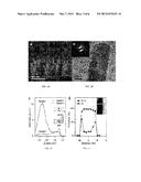 Chemically Passivated Zinc Oxide Photoelectrode for Photoelectrochemical     Water Splitting diagram and image