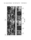 Joint View Expansion And Filtering For Automultiscopic 3D Displays diagram and image