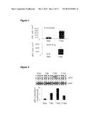 COMPOSITIONS AND METHODS FOR LUNG REGENERATION diagram and image