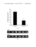 Pharmaceutical Composition or Health Food Comprising Lonicera Coerulea     Var. Edulis Fruit Extracts as Active Ingredients for Preventing or     Improving Ischemic Cerebrovascular Diseases diagram and image