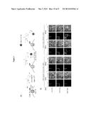 PROBE INCORPORATION MEDIATED BY ENZYMES diagram and image