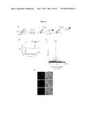 PROBE INCORPORATION MEDIATED BY ENZYMES diagram and image