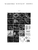 METHODS FOR GENERATING THE INNER EAR AND OTHER CRANIAL PLACODE-DERIVED     TISSUES USING PLURIPOTENT STEM CELLS diagram and image